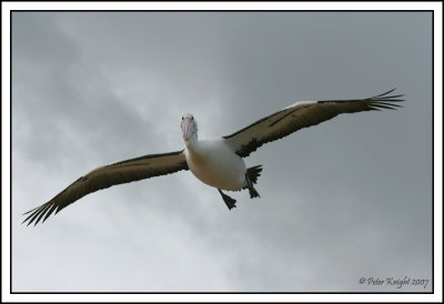 Australian Pelican on final approach.jpg