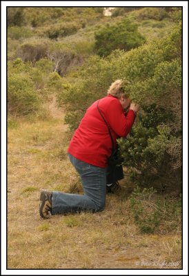 3892 Aireys Inlet coastal path.jpg