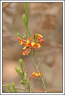 4000 Wild flower.jpg