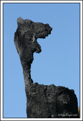 4021 Laughing stump above Moggs Creek.jpg