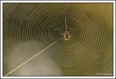 4030 web above Moggs creek.jpg