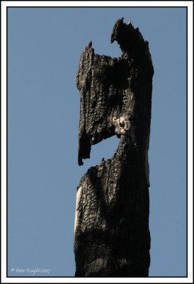 4031 Another interesting burnt stump.jpg
