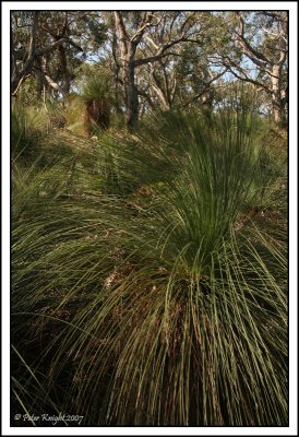 4040 Grass tree.jpg