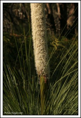 4051 Grass tree.jpg