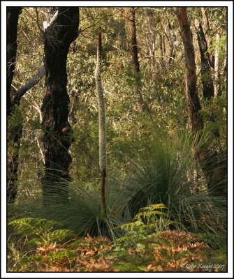 4058 Grass tree.jpg