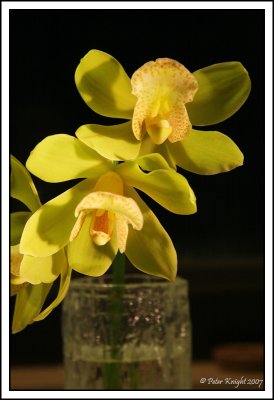 Aug 23 Orchids.jpg
