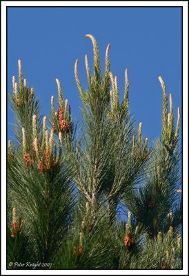 Sep 08 New growth.jpg