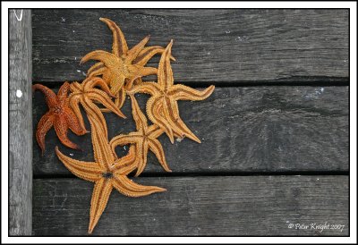 Sep 25 Starfish and planks.jpg