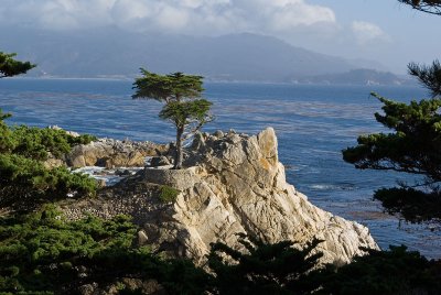 The Lone Cypress