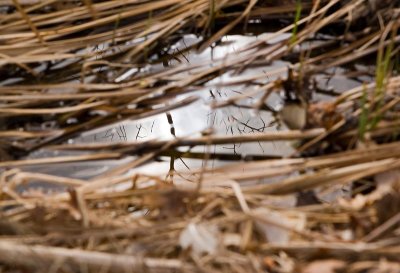 Reflections in the Muck