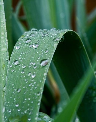 Rain Drops on Iris Leaves