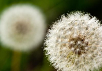 Obligatory Thistle Macro