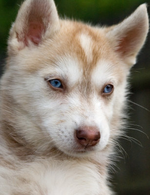 Baby Blues
