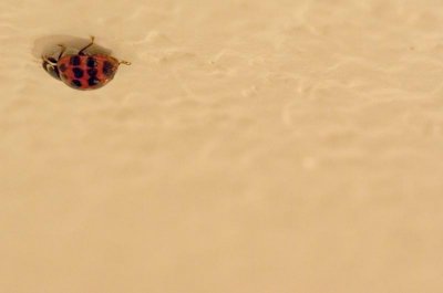 Ladybug on my Ceiling