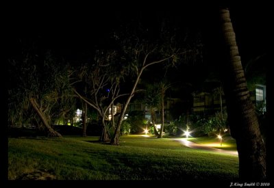 Evening palms