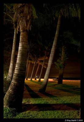 Evening palms #2