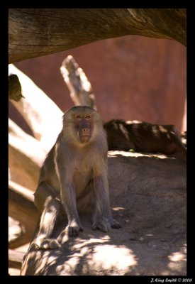 Baboon #2