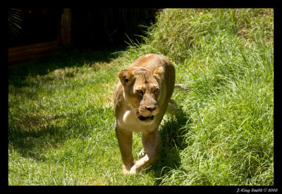 Lioness #2