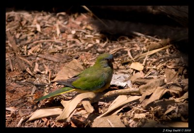 Green Parrot