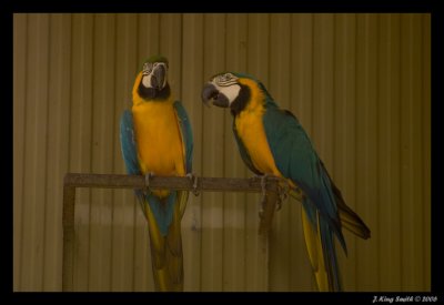 Blue Parrots #2