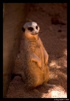 Meerkat #1