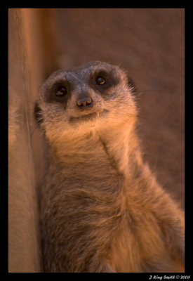 Meerkat #3