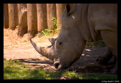 White Rhino