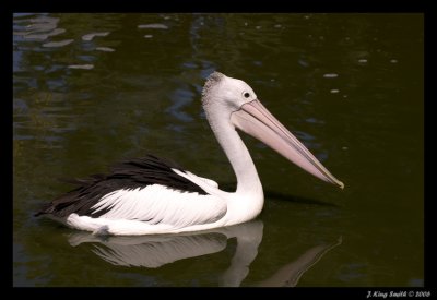 Pelican #1