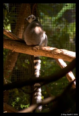 Ring Tail Lemur