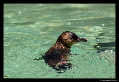 Fairy Penguin