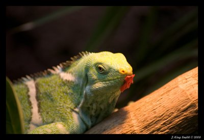 Green Lizard #2
