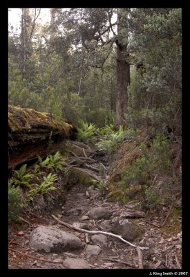 Walking track