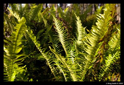 Ferns #3