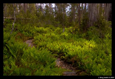 Walking track fern garden