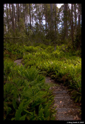 Fern garden beside walking track #2