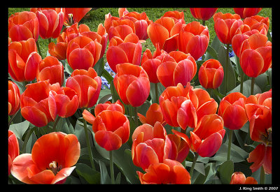 Hobart Tulip festival - October 2007