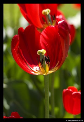 Tulip detail 3