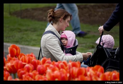 Hobart Tulip festival - October 2007