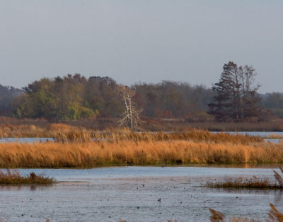 Early Morning at Lacassine NWR