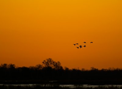 Pintails at Sunrise