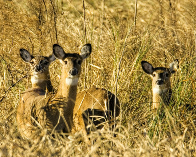 Whitetailed Deer