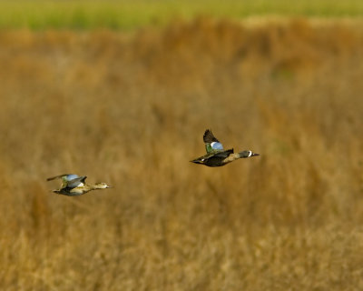 Blue-winged Teal