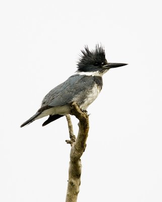 Belted Kingfisher