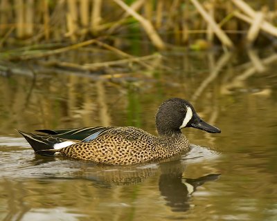 Blue Winged Teal