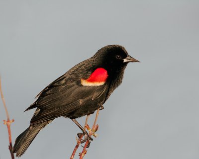 Red Winged Blackbird