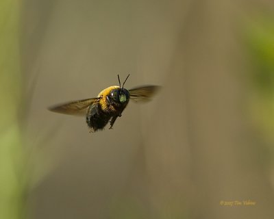 Carpenter Bee in flight