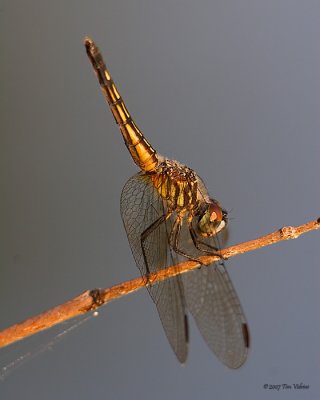 Blue Dasher