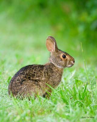 Young Swamp Rabbit