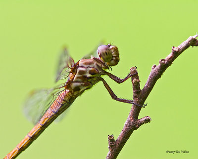 Roseate Skimmer ♀