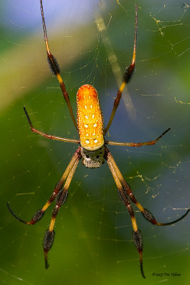 Golden Silk Spider